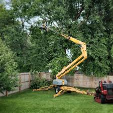 How Our Tree Care Process Works  in  La Quinta, CA