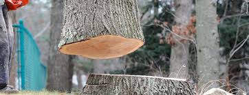 Best Commercial Tree Services  in La Quinta, CA