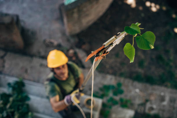 Best Tree Health Inspection  in La Quinta, CA