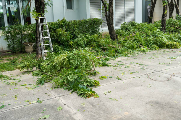 Best Storm Damage Tree Cleanup  in La Quinta, CA