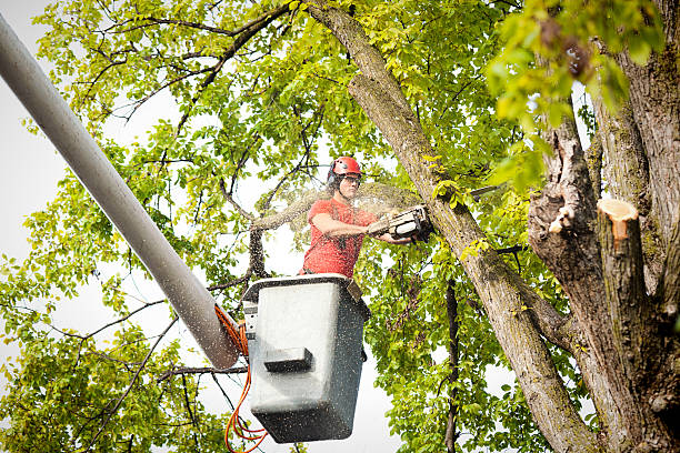 Best Root Management and Removal  in La Quinta, CA