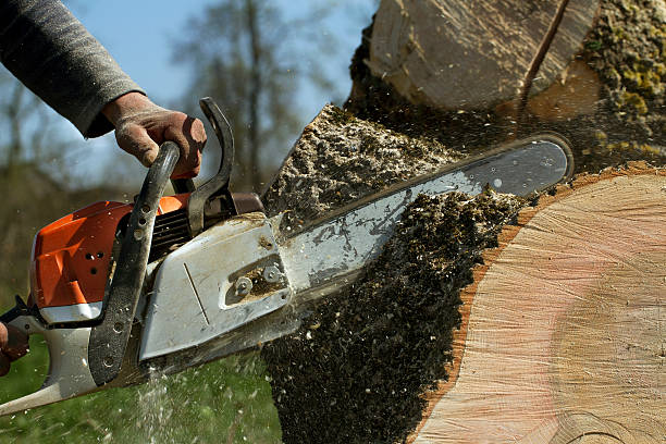Reliable La Quinta, CA Tree Removal Solutions